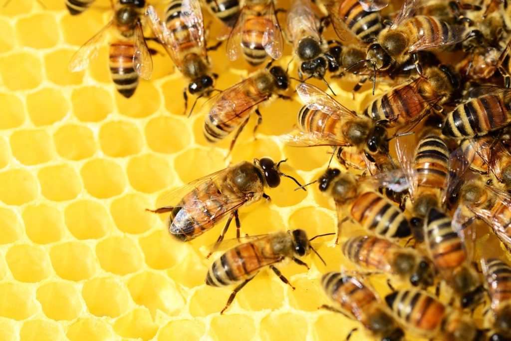 Včely - ilustračné foto Autor: Pixabay.com